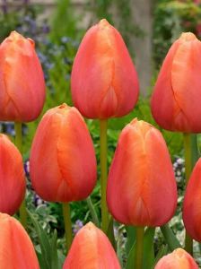 Tulipaner Bundt